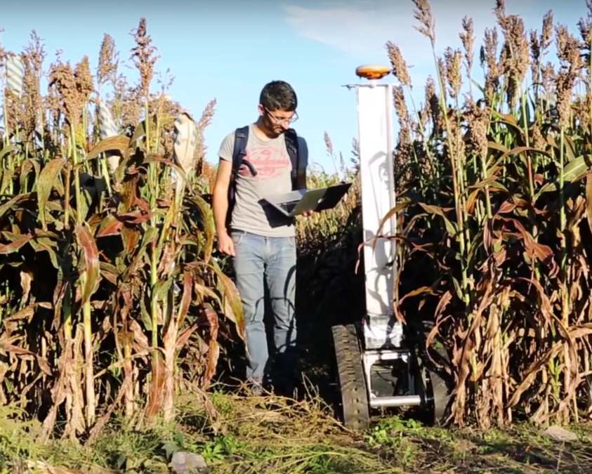 TERRA-MEPP robot driving through grain sorghum.